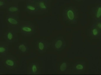 Anti-SOX17 antibody [3H5] used in Immunocytochemistry/ Immunofluorescence (ICC/IF). GTX83578