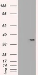 Anti-SOX17 antibody [3B10] used in Western Blot (WB). GTX83580