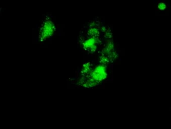 Anti-SOX17 antibody [3B10] used in Immunocytochemistry/ Immunofluorescence (ICC/IF). GTX83580