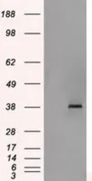 Anti-Sorbitol Dehydrogenase antibody [2A10] used in Western Blot (WB). GTX83583