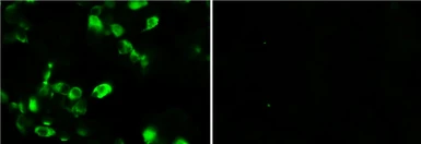 Anti-SMAD2 antibody [2C10] used in Immunocytochemistry/ Immunofluorescence (ICC/IF). GTX83612