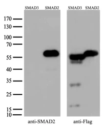 Anti-SMAD2 antibody [2C10] used in Western Blot (WB). GTX83612
