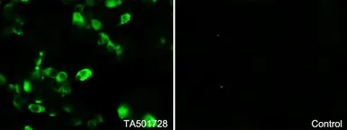 Anti-SMAD2 antibody [2C10] used in Immunocytochemistry/ Immunofluorescence (ICC/IF). GTX83612