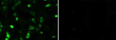 Anti-SMAD2 antibody [4G7] used in Immunocytochemistry/ Immunofluorescence (ICC/IF). GTX83613