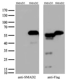 Anti-SMAD2 antibody [4G7] used in Western Blot (WB). GTX83613