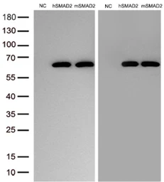 Anti-SMAD2 antibody [4G7] used in Western Blot (WB). GTX83613