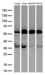 Anti-SMAD2 antibody [4G7] used in Western Blot (WB). GTX83613