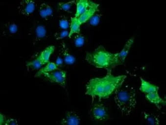 Anti-SLFNL1 antibody [4F7] used in Immunocytochemistry/ Immunofluorescence (ICC/IF). GTX83614