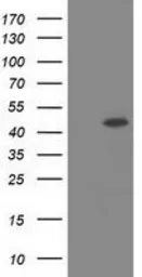Anti-SLFNL1 antibody [4E5] used in Western Blot (WB). GTX83615