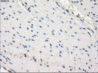 Anti-GluT6 antibody [7E3] used in IHC (Paraffin sections) (IHC-P). GTX83624