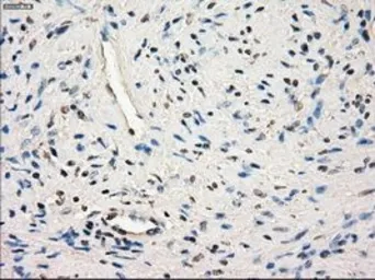 Anti-GluT6 antibody [7E3] used in IHC (Paraffin sections) (IHC-P). GTX83624