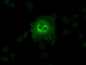 Anti-GluT6 antibody [7E3] used in Immunocytochemistry/ Immunofluorescence (ICC/IF). GTX83624