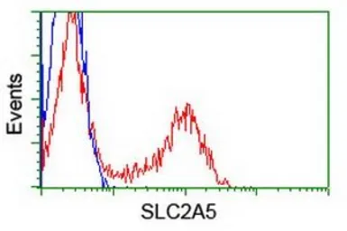 Anti-GLUT5 antibody [14C8] used in Flow cytometry (FCM). GTX83627