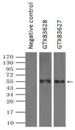 Anti-GLUT5 antibody [9F3] used in Immunoprecipitation (IP). GTX83628