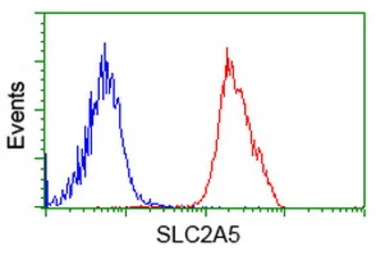 Anti-GLUT5 antibody [9F3] used in Flow cytometry (FCM). GTX83628