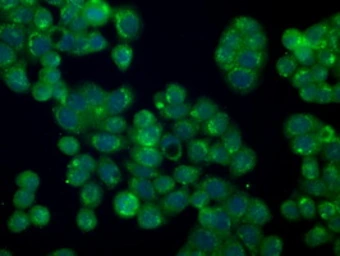 Anti-Melanoma gp100 antibody [7B2] used in Immunocytochemistry/ Immunofluorescence (ICC/IF). GTX83639