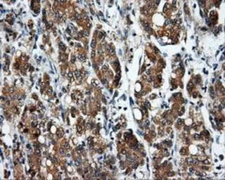 Anti-SIL1 antibody [3E3] used in IHC (Paraffin sections) (IHC-P). GTX83642