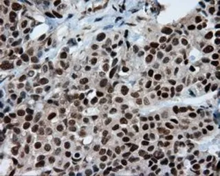 Anti-SIL1 antibody [1F9] used in IHC (Paraffin sections) (IHC-P). GTX83645