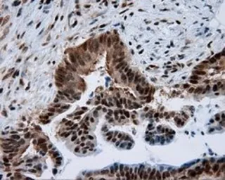 Anti-SIL1 antibody [1F9] used in IHC (Paraffin sections) (IHC-P). GTX83645