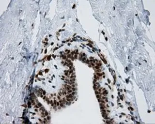 Anti-SIL1 antibody [1F9] used in IHC (Paraffin sections) (IHC-P). GTX83645