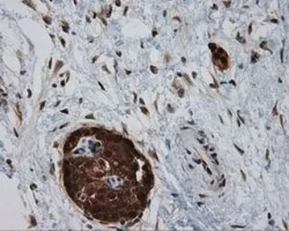 Anti-SIL1 antibody [1F9] used in IHC (Paraffin sections) (IHC-P). GTX83645