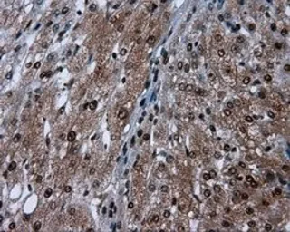 Anti-SIL1 antibody [1F9] used in IHC (Paraffin sections) (IHC-P). GTX83645
