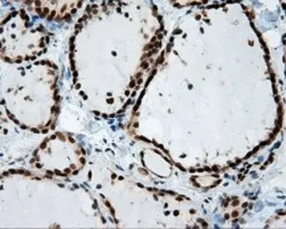 Anti-SIL1 antibody [1F9] used in IHC (Paraffin sections) (IHC-P). GTX83645