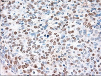 Anti-SIGLEC9 antibody [8F7] used in IHC (Paraffin sections) (IHC-P). GTX83647
