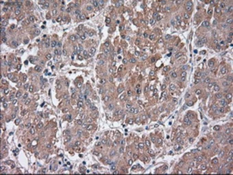 Anti-SIGLEC9 antibody [8F7] used in IHC (Paraffin sections) (IHC-P). GTX83647