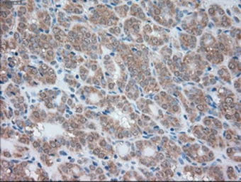 Anti-SIGLEC9 antibody [8F7] used in IHC (Paraffin sections) (IHC-P). GTX83647