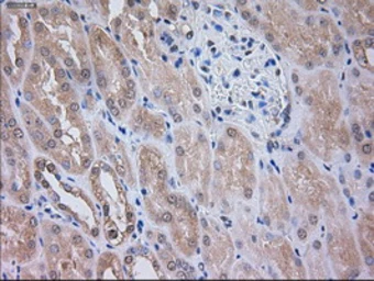 Anti-SIGLEC9 antibody [8F7] used in IHC (Paraffin sections) (IHC-P). GTX83647
