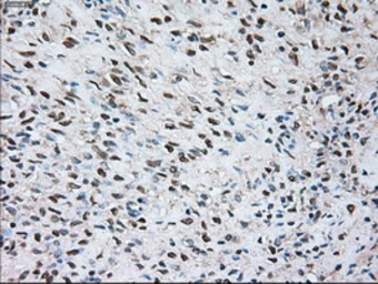 Anti-SIGLEC9 antibody [8F7] used in IHC (Paraffin sections) (IHC-P). GTX83647
