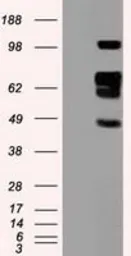 Anti-SIGLEC9 antibody [8F7] used in Western Blot (WB). GTX83647