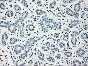 Anti-SIGLEC9 antibody [6D8] used in IHC (Paraffin sections) (IHC-P). GTX83649