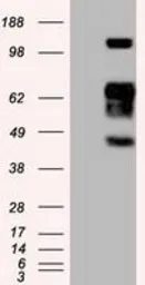 Anti-SIGLEC9 antibody [6D8] used in Western Blot (WB). GTX83649
