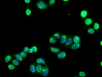 Anti-SIGLEC9 antibody [6D8] used in Immunocytochemistry/ Immunofluorescence (ICC/IF). GTX83649