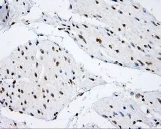 Anti-SHC1 antibody [3A1] used in IHC (Paraffin sections) (IHC-P). GTX83656