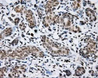 Anti-SHC1 antibody [3A1] used in IHC (Paraffin sections) (IHC-P). GTX83656