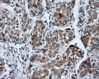 Anti-SHC1 antibody [3A1] used in IHC (Paraffin sections) (IHC-P). GTX83656