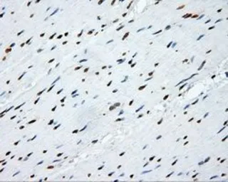 Anti-SHC1 antibody [3A1] used in IHC (Paraffin sections) (IHC-P). GTX83656