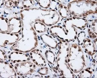Anti-SHC1 antibody [3A1] used in IHC (Paraffin sections) (IHC-P). GTX83656