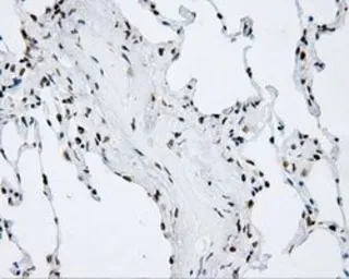 Anti-SHC1 antibody [3A1] used in IHC (Paraffin sections) (IHC-P). GTX83656