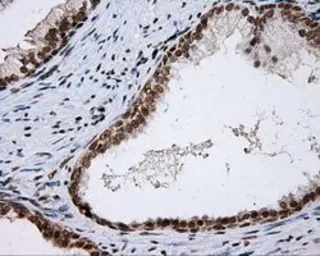 Anti-SHC1 antibody [3A1] used in IHC (Paraffin sections) (IHC-P). GTX83656