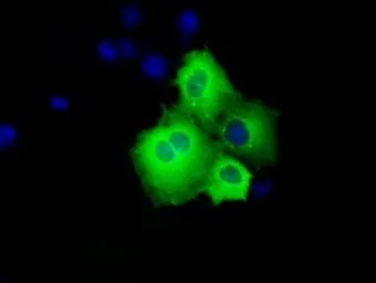 Anti-SHC1 antibody [3A1] used in Immunocytochemistry/ Immunofluorescence (ICC/IF). GTX83656