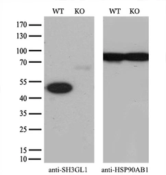 Anti-SH3GL1 antibody [2F5] used in Western Blot (WB). GTX83657