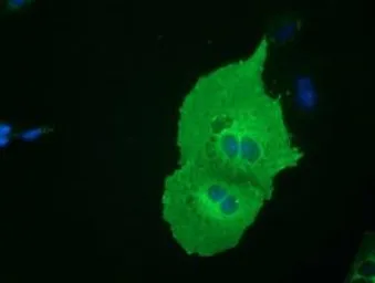 Anti-SH3GL1 antibody [2F5] used in Immunocytochemistry/ Immunofluorescence (ICC/IF). GTX83657