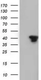Anti-SH3GL1 antibody [3F8] used in Western Blot (WB). GTX83658