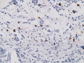 Anti-SDR9C7 antibody [4B5] used in IHC (Paraffin sections) (IHC-P). GTX83671