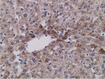 Anti-SDR9C7 antibody [4B5] used in IHC (Paraffin sections) (IHC-P). GTX83671