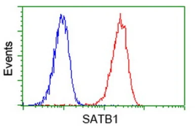 Anti-SATB1 antibody [11E8] used in Flow cytometry (FCM). GTX83679